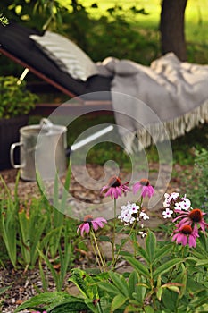 summer cottage ornamental garden (dacha) with blooming echinacea flowers
