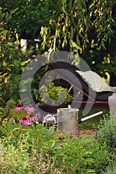 summer cottage ornamental garden (dacha) with blooming echinacea flowers