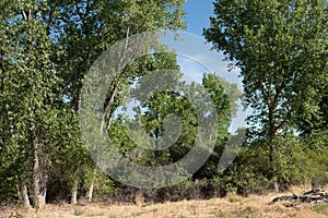 Summer Cottonwood Trees in Late Summer