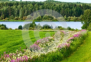 Summer country landscape with flowers, forest and river.