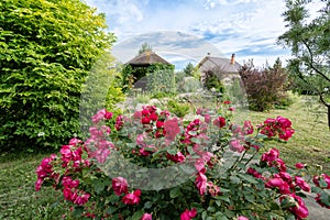 Summer in the country. Plants and flowers in the garden of a country house