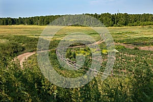 Summer country road and fields on the background of the blue sky and russian forest with birch trees