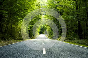 Summer Country Road With Trees Beside