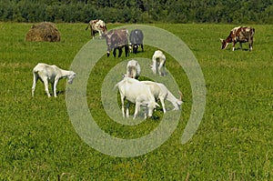 Summer countryside with grazing animals, cows and goats