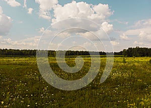 Summer countryside landscape