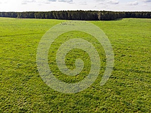 Summer countryside landscape