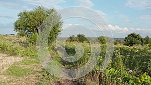 Summer countryside landscape. Dirt road between fields, green grass and trees, blue cloudy sky