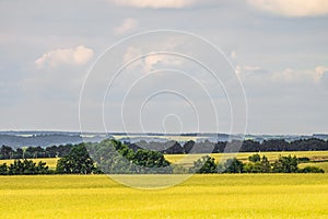 Summer countryside landscape with a green young wheat field. Cereal fields.