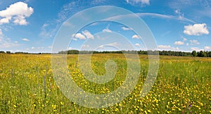 Summer countryside meadow with blossoming wildflowers, Ukraine