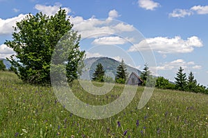 Letní krajina na Slovensku