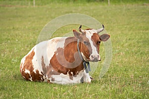 Summer cow grazing. A cow is resting on a pasture