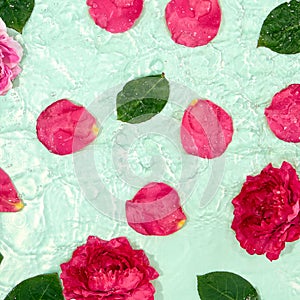 Summer creative background with blue water and rose petal. Flower petal and leaf over turqoise background. Pink, green and blue