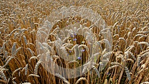 Summer crop field and wind