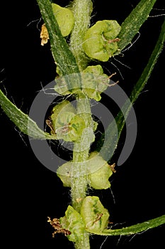 Summer Cypress (Bassia scoparia). Fruiting Perianths Closeup