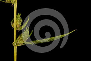 Summer Cypress (Bassia scoparia). Inflorescence Detail Closeup