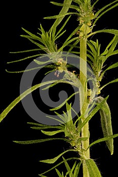 Summer Cypress (Bassia scoparia). Leafy Stem Detail Closeup