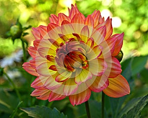 Summer Dahlia in close-up.