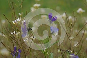 Summer Daisies Meadow