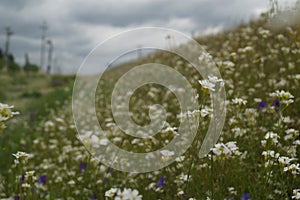 Summer Daisies Meadow