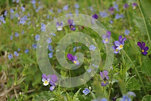 Summer Daisies Meadow