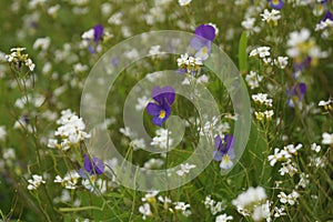 Summer Daisies Meadow