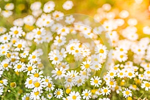 Summer daisy flowers under sunlight. Inspirational and relaxational flowers design