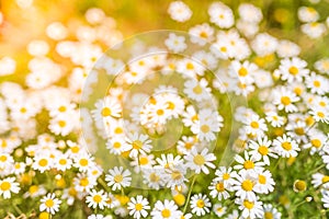 Summer daisy flowers under sunlight. Inspirational and relaxational flowers design