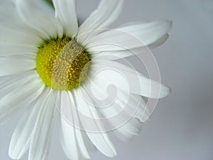 summer daisy white