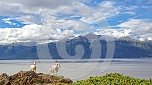 Summer Dall Sheep photo