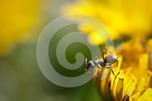 Summer Dandelion Ant