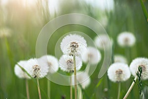 Summer dandelion field at sunrise light, wild flowers