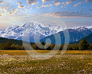 Summer dandelion meadow (Italy