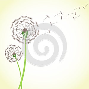 Summer dandelion with wind blowing flying seeds isolated on whit