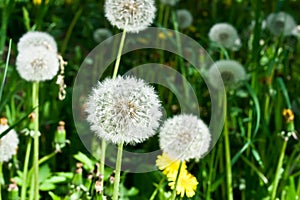 Summer Dandelions