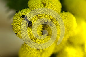 Summer day ant close up on a yellow flower