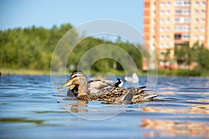 Summer day on the Bank of Lake Chayachiy on island of Yagry. Ducks