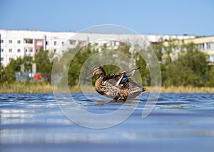 Summer day on the Bank of Lake Chayachiy on island of Yagry. Ducks