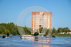 Summer day on the Bank of Lake Chayachiy on island of Yagry. Ducks