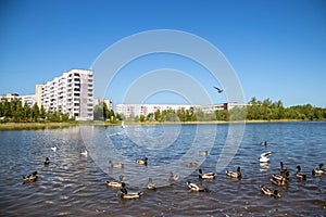 Summer day on the Bank of Lake Chayachiy on island of Yagry. Ducks