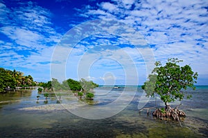 Summer day in Caribbean. Mangrove tree islet viewed from the water surface, Mexico, Central America. Sea with blue sky. Holiday in photo