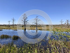 summer on the bayou photo