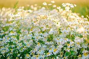 Summer day on a daisy meadow, beautiful wild flowers with white petals