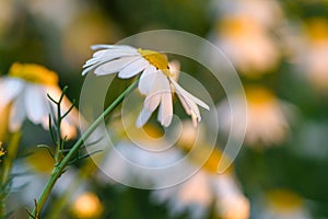 Summer day on a daisy meadow, beautiful wild flowers with white petals