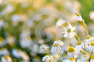 Summer day on a daisy wild flowers meadow