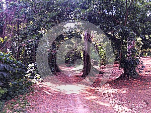 Summer Day on the deep Forrest
