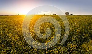 Summer day - field