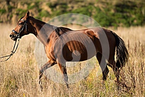 On a summer day in a field, a brown horse walks in a meadow close-up, a portrait of a brown horse in a summer field.