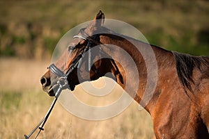 On a summer day in a field, a brown horse walks in a meadow close-up, a portrait of a brown horse in a summer field.