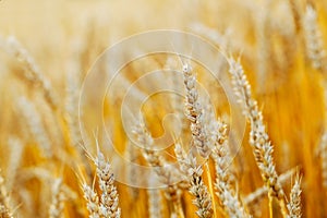 Summer day, field of wheats grown ears