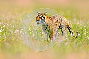 Summer day fit dangerous animal. Flowered meadow with tiger. Tiger with ping and yellow and pink flowers. Siberian tiger in beauti